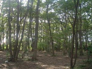 西恋ヶ窪緑地(通称エックス山)