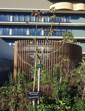 アオギリの写真