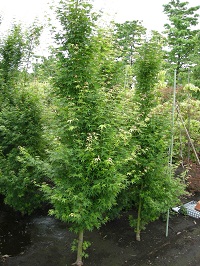 司シルエット(イロハモミジ)の写真