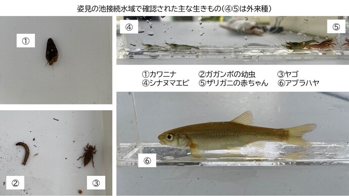 姿見の池接続水域で確認された主な生きもの。（1）カワニナ、（2）ガガンボの幼虫、（3）ヤゴ、（4）シナヌマエビ、（5）ザリガニの赤ちゃん、（6）アブラハヤ（シナヌマエビとアメリカザリガニは外来種）