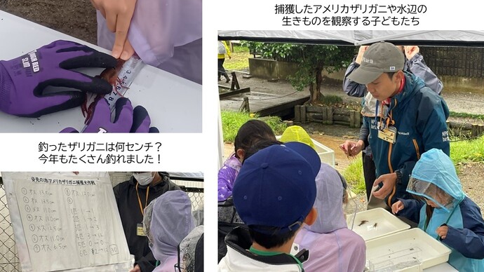 捕獲したアメリカザリガニを観察する子どもたち