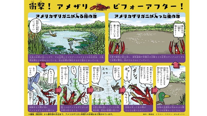アメリカザリガニによる生態系への影響について紹介するイラスト。