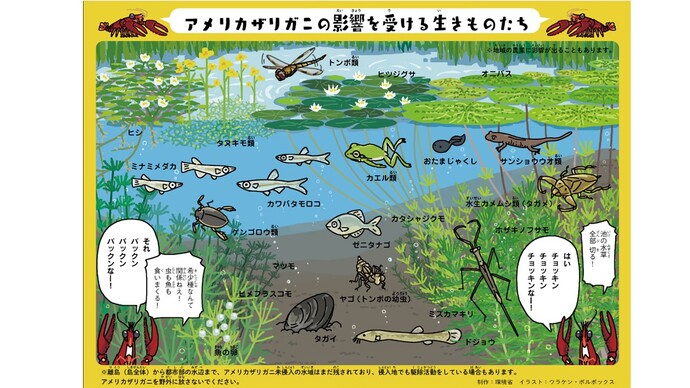 アメリカザリガニの影響を受ける生きものたちのイラスト