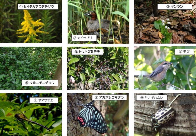 1セイタカアワダチソウ　2カイツブリ　3ギンラン　4ツルニチニチソウ　5トウネズミモチ　6モズ　7ヤマサナエ　8アカボシゴマダラ　9ヤナギハムシ