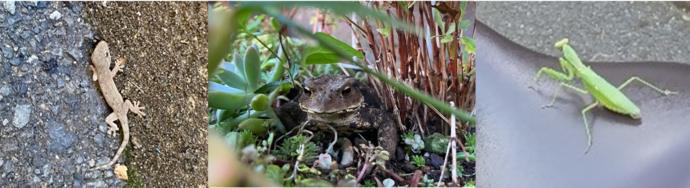 ヤモリ、ヒキガエル、カマキリの写真