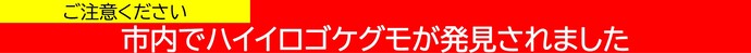 市内でハイイロゴケグモが発見されました
