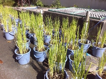 子供たちが育てた赤米の稲穂